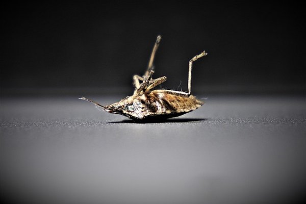 Spécialiste punaise de lit : vos alliés contre l'infestation